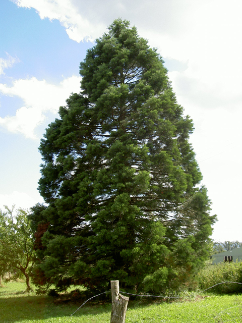 Séquoia géant à Loupmont © Julien Scordia