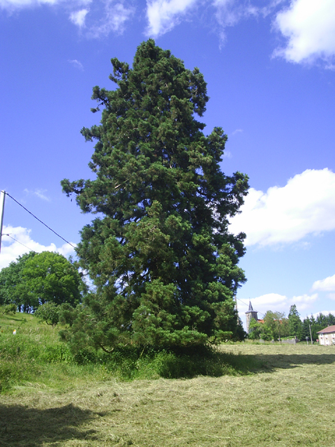 Séquoia géant à Marimont © Franz Weitzel