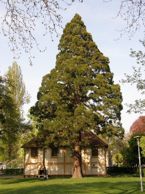 Séquoia géant au parc du lac aux cygnes à Metz