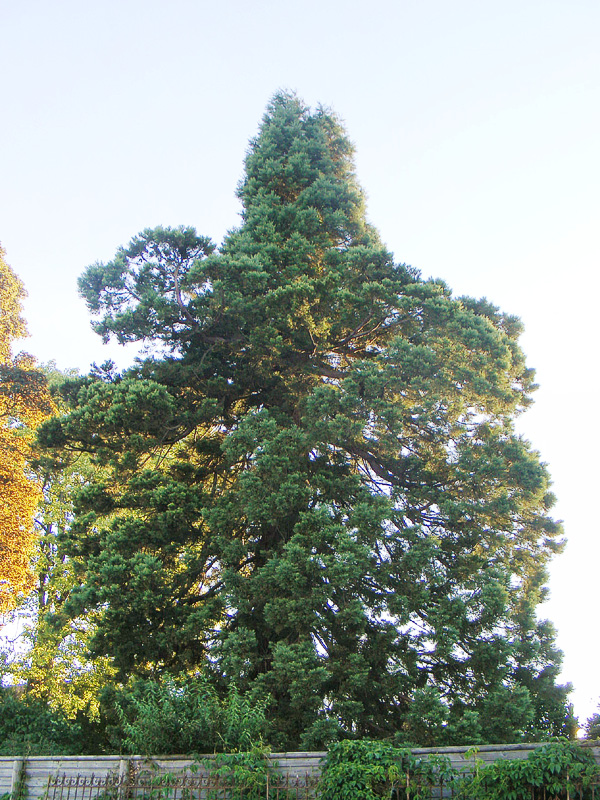 Séquoia géant à Mirecourt