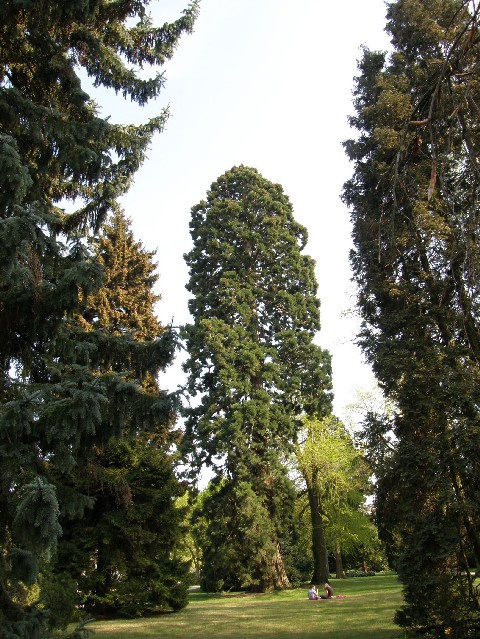 Séquoia géant à Montigny les Metz