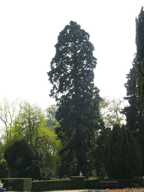 Séquoia géant au jardin botanique