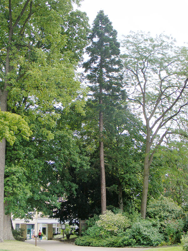 Séquoia géant au jardin botanique