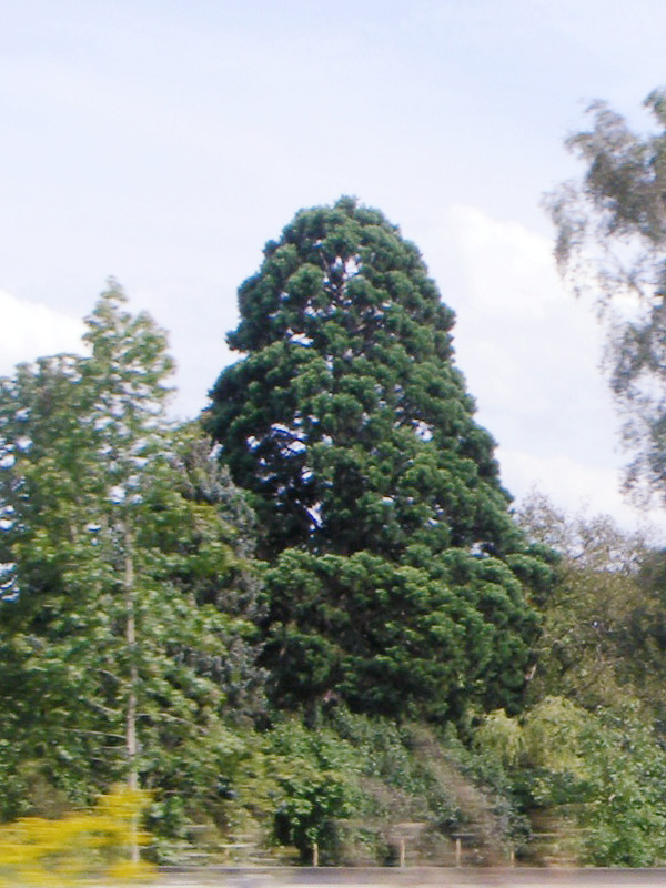 Séquoia géant à Montigny lès Metz