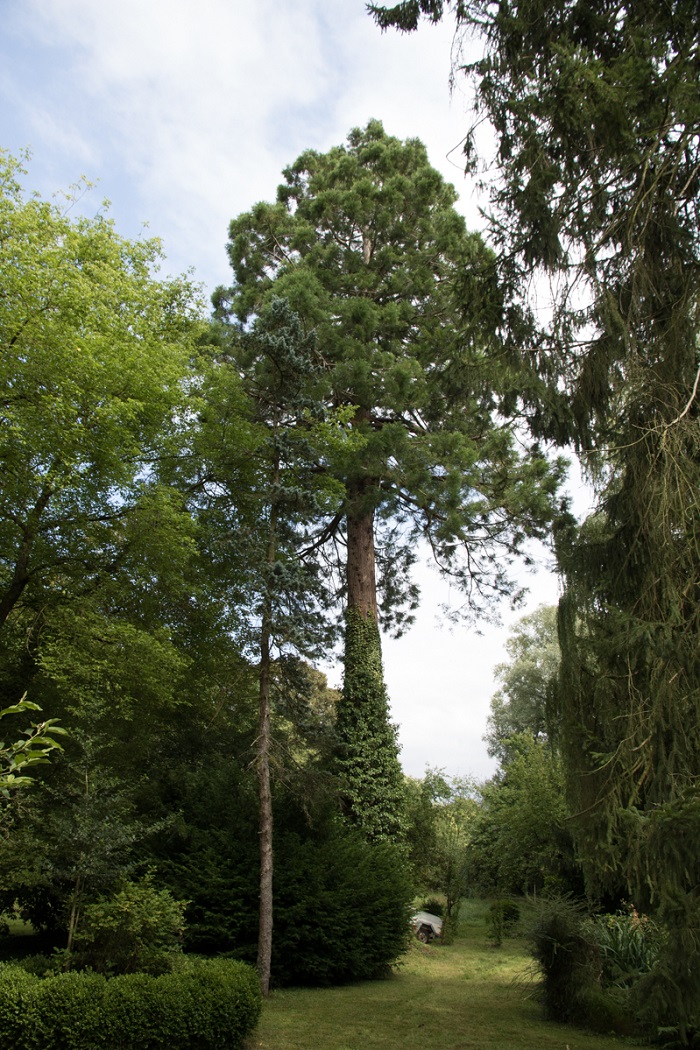 Séquoia géant à Montmédy