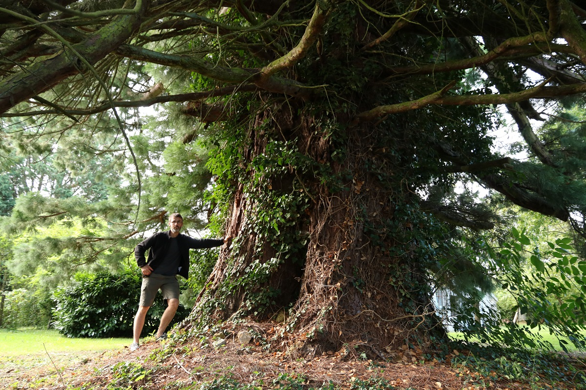 Séquoia géant à Montmédy