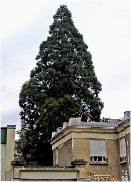 Séquoia géant à Nancy rue St Lambert