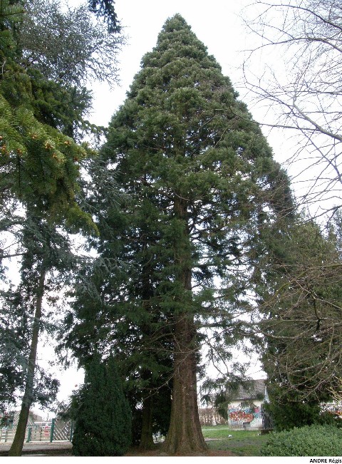 Séquoia géant (3m49)