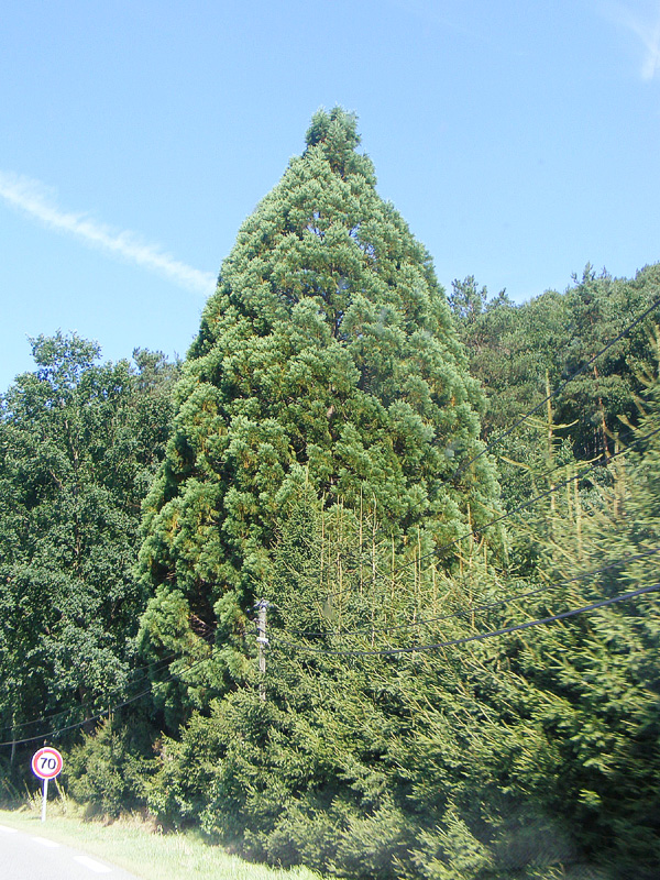Séquoia géant à Philippsbourg