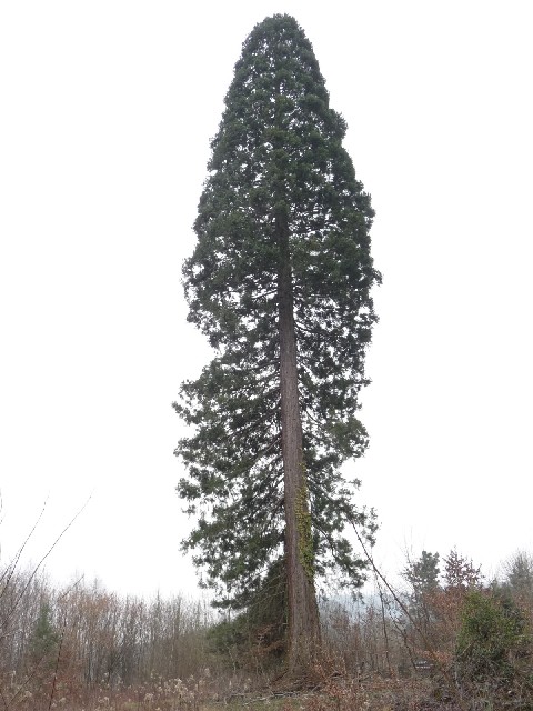 Séquoia géant à Raon l'Etape