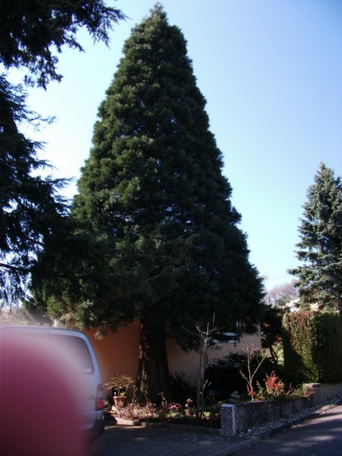 Séquoia géant à Spicheren