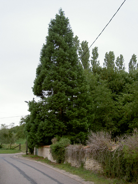 Séquoia géant à Saint-Julien-sous-les-Côtes © Julien Scordia