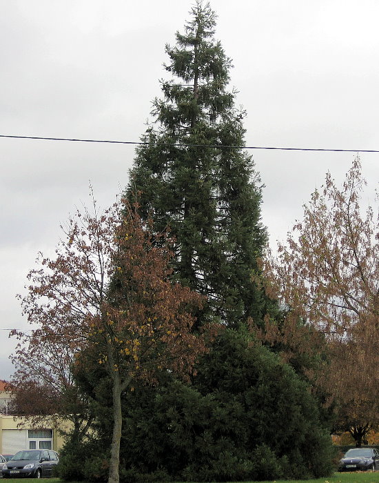 Séquoia géant à Thionville