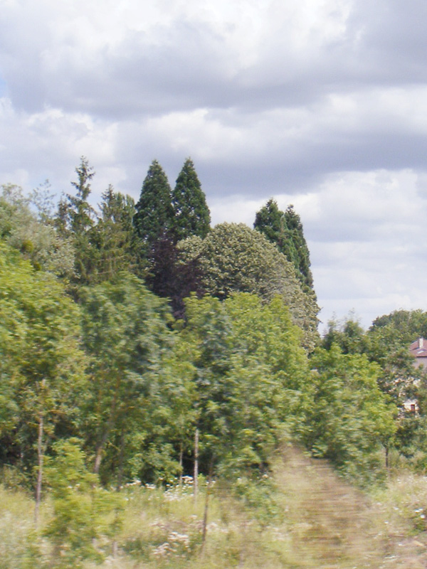 Séquoias géants à Varize