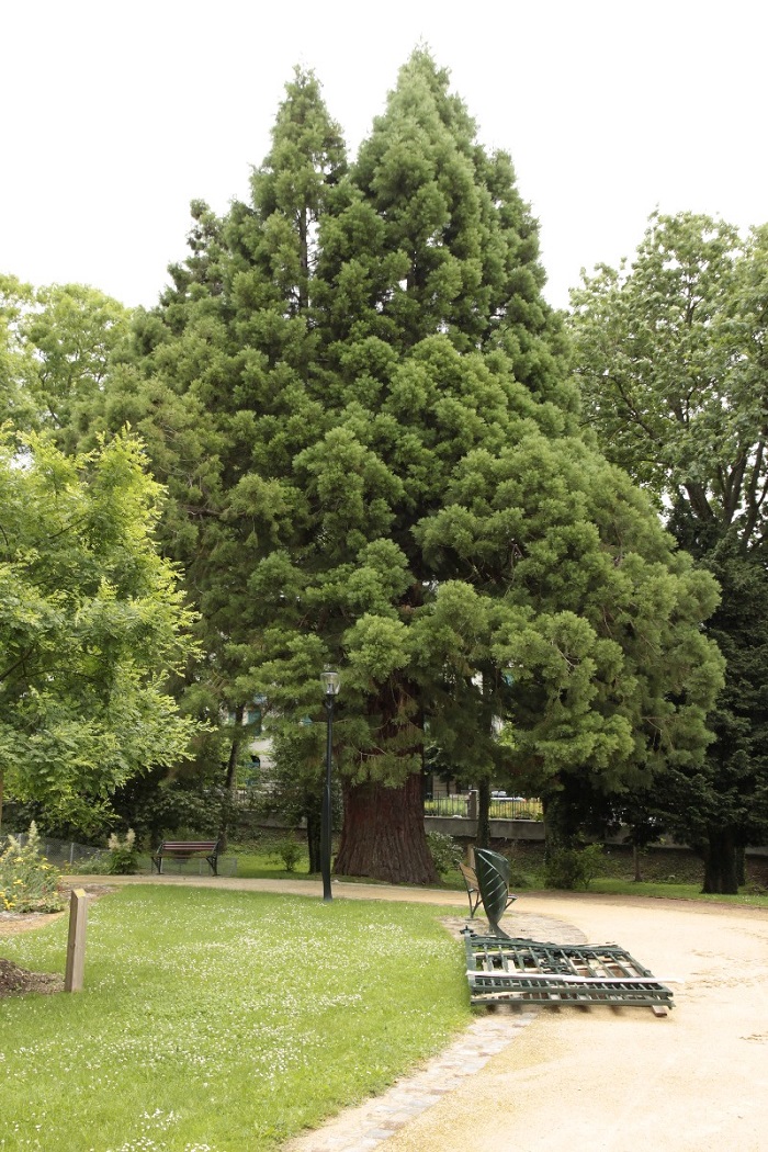 Séquoia géant à Verdun