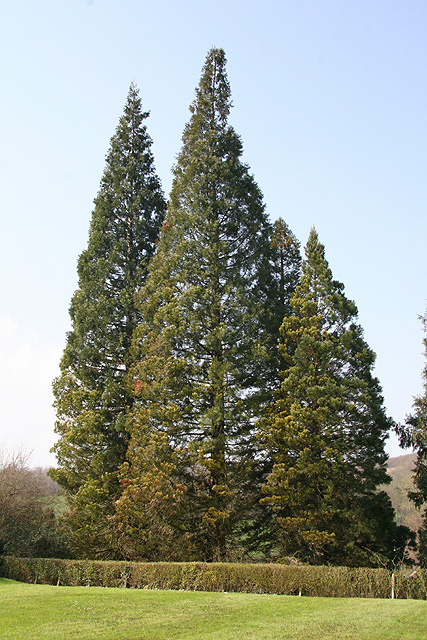 Séquoias géants  Lyons-la-Fort © Stéphane Sudré