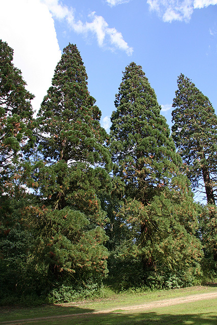 Séquoias géants, Mennecy © Stphane Sudre
