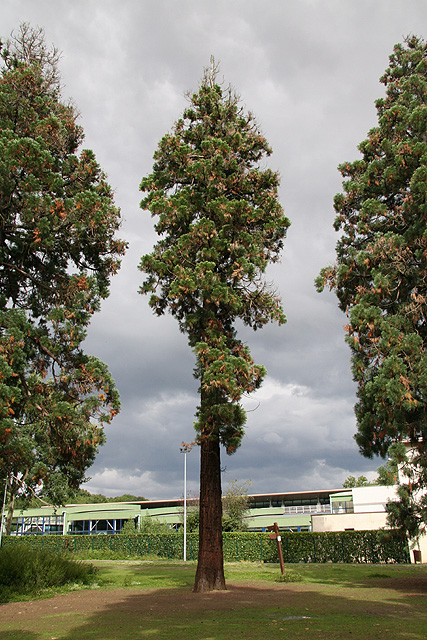 sequoiadendron giganteum, Mennecy © Stphane Sudre