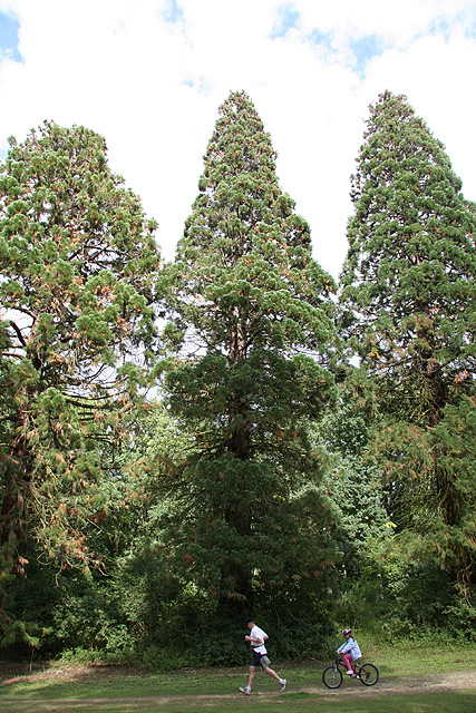 Sequoiadendron giganteum © Stphane Sudre
