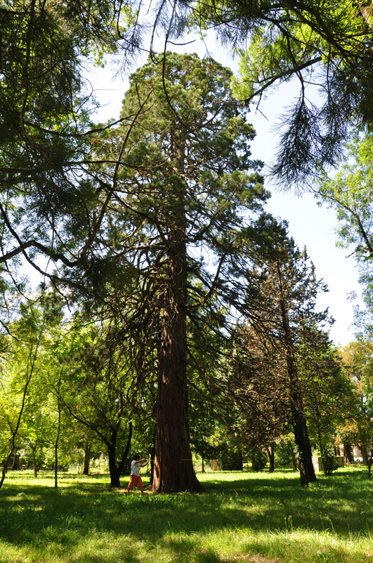 Séquoia géant à Auriac