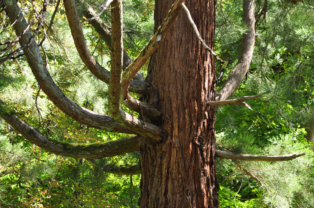Séquoia géant à Auriac