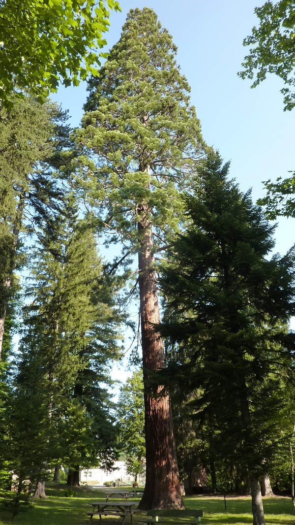 Séquoia géant à Ax les Thermes