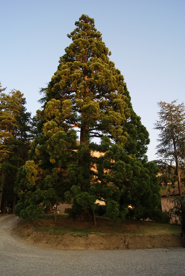 Séquoia géant à Creissels