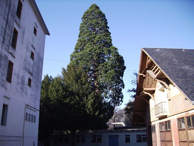 Séquoia géant au Bois Chantant