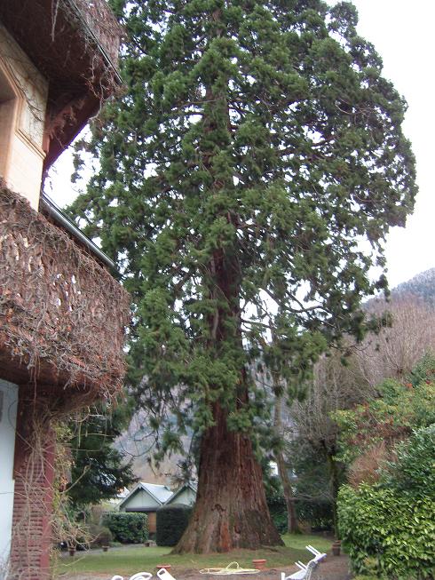 Séquoia géant, Bagnè,res-de-Luchon
