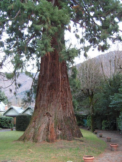Tronc du séquoia géant du Parc Rostand