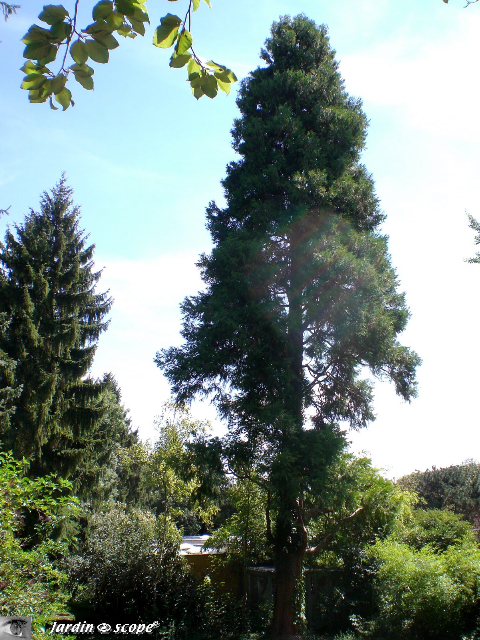 Séquoia au Jardin Botanique de Mulhouse