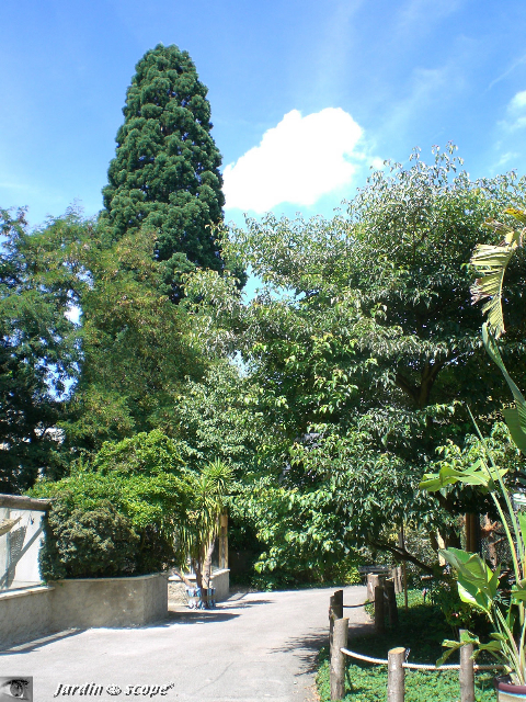 sequoiadendron giganteum, Mulhouse
