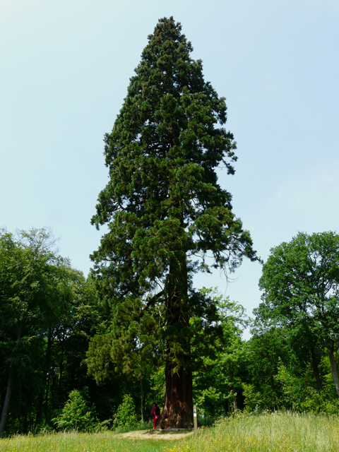 Séquoia géant à Bonsecours