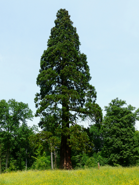 séquoia géant, Condé-sur-Escaut