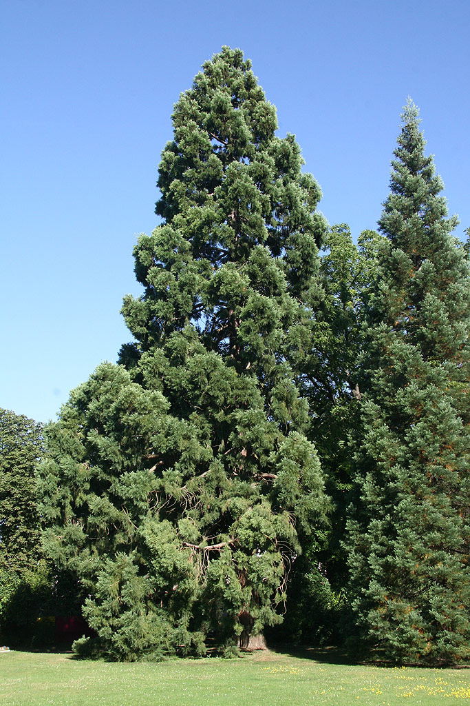 Séquoia géant à Cambrai