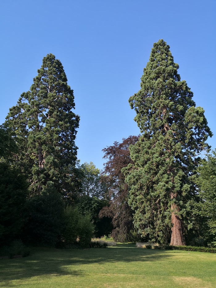 Séquoias géants à Caudry