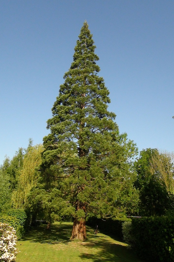 Séquoia géant à Cysoing