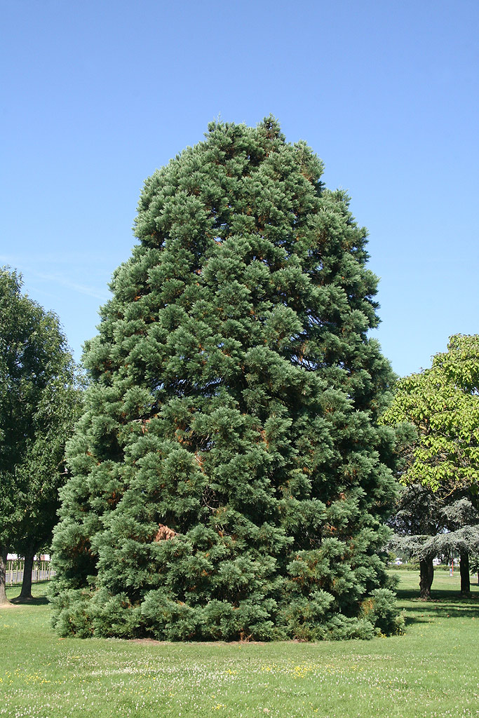 Séquoia géant à Cambrai