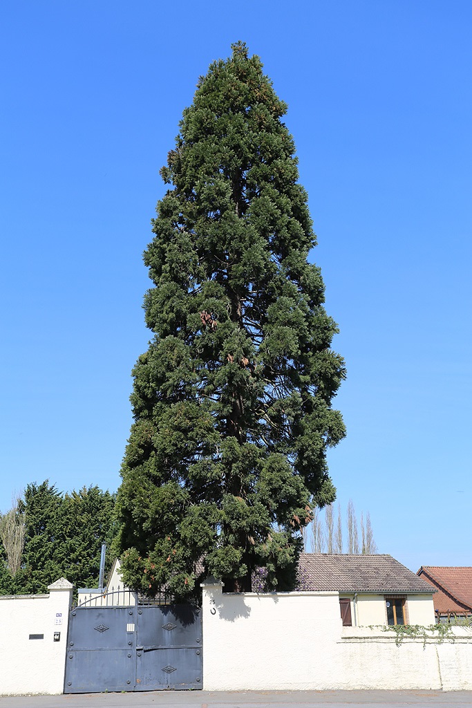 Séquoia géant à Haulchin