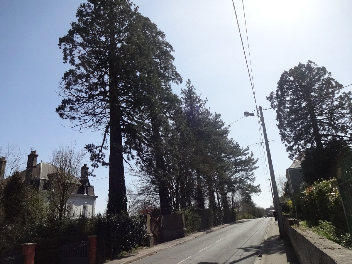 Séquoia géant à Lumbres