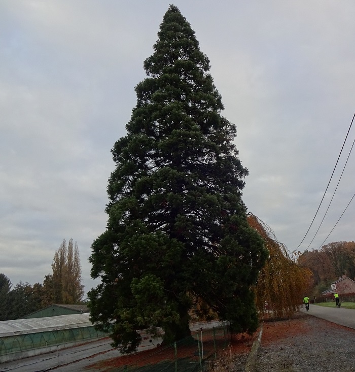 Séquoia géant à Odomez
