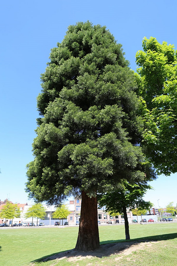 Séquoia géant à Roubaix