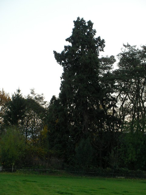 Séquoia géant à Rumegies