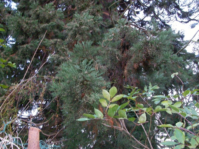 Séquoia géant Jardin du Presbytère