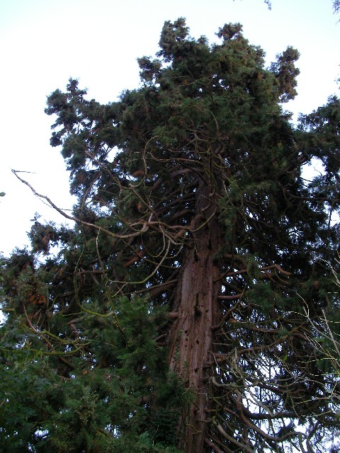 Séquoia géant à Rumegies