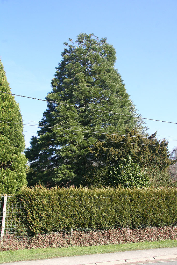 Séquoia géant à St Michel sur Ternoise