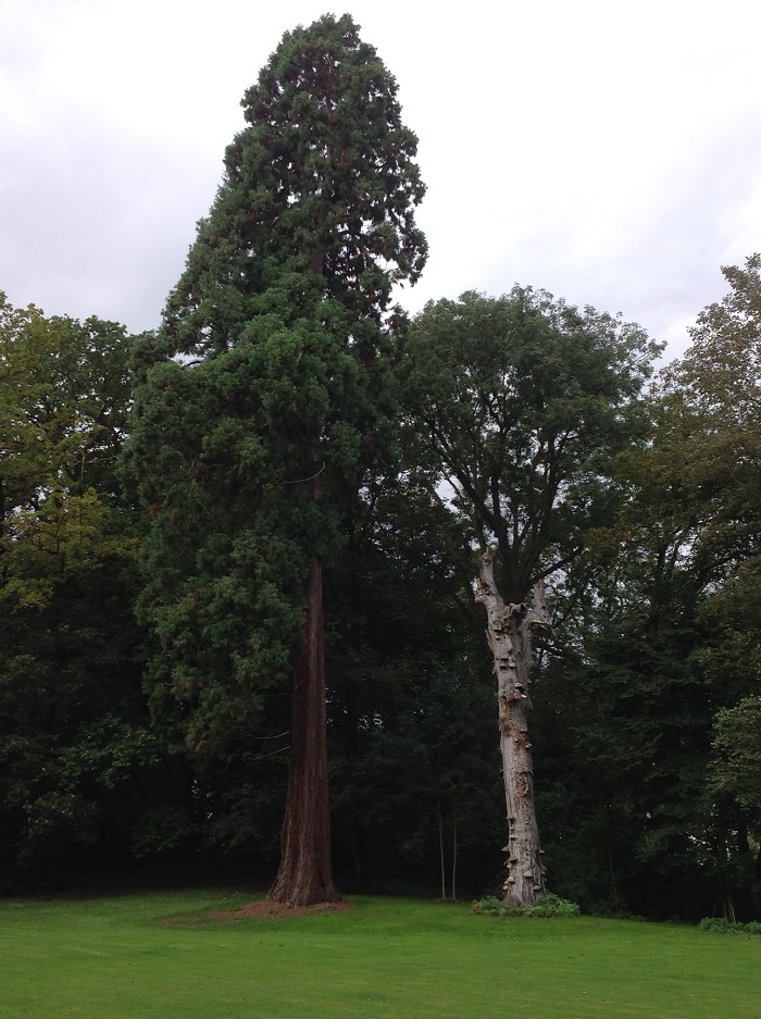 Séquoia géant à Verlinghem