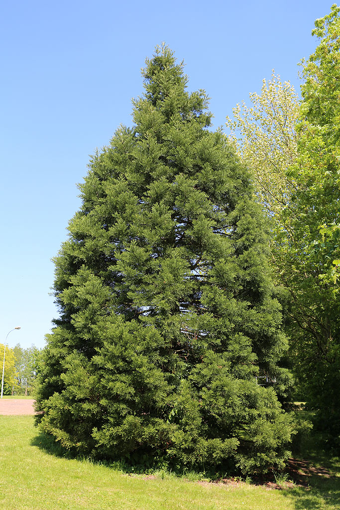 Séquoia géant à Verlinghem