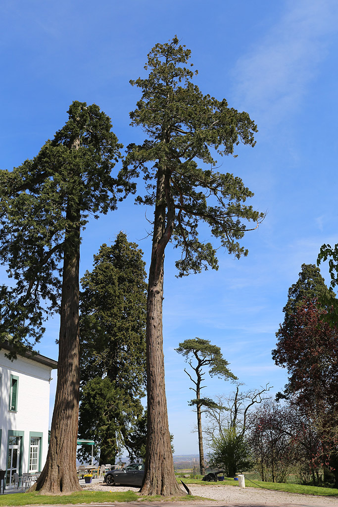 Séquoia géant à Wisques
