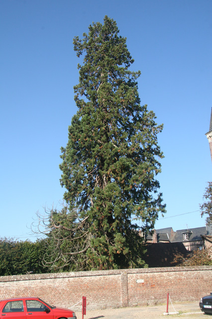 Séquoia géant place Wennigsen
